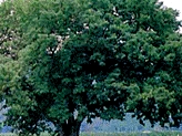 나무: 느티나무